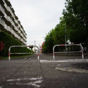 Road along trees