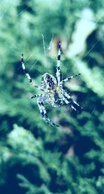 Close-up of spider on web