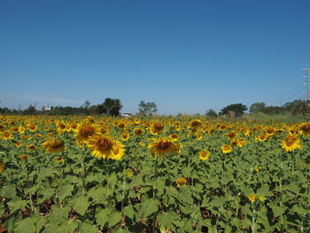 Scenic view of sunflower field against clear sky