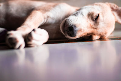 Close-up of dog resting