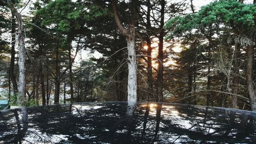 Reflection of trees in water