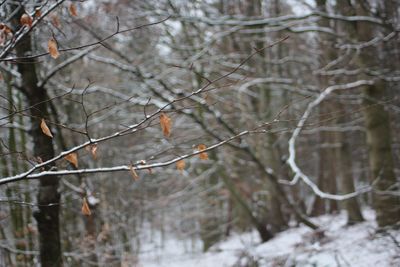Close-up of bare tree branches