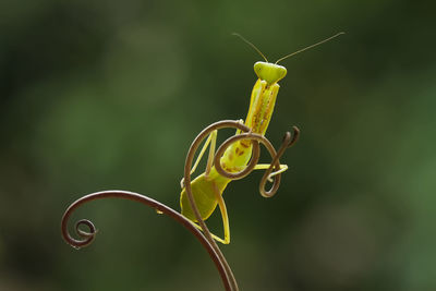 Praying mantish on the branch