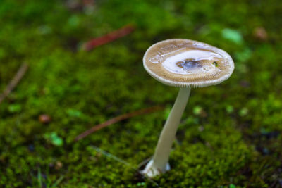 Close-up of mushroom growing on field