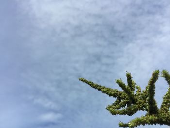 Close-up of tree against sky