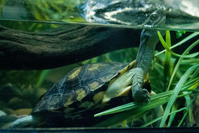 Close-up of turtle in aquarium