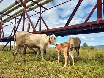 Horses standing in farm