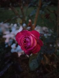 Close-up of red rose
