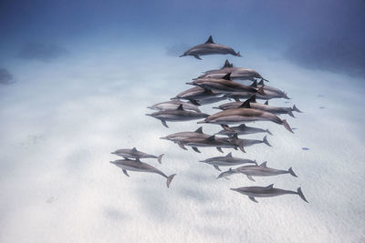 Low angle view of fish on paper against sky