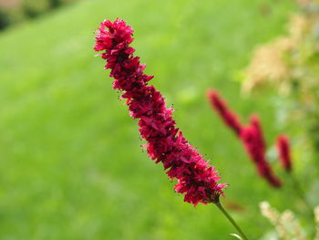 Close-up of red flowering plant on field