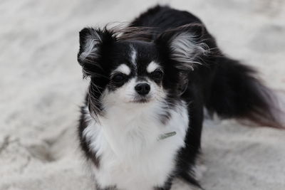 Portrait of puppy
