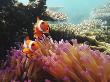 View of fish swimming in sea