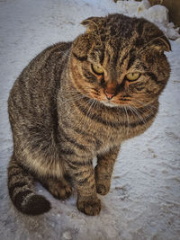 Close-up portrait of tabby cat