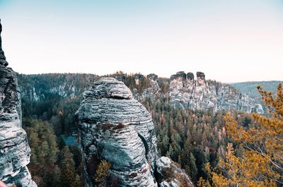 Panoramic view of pine trees against clear sky