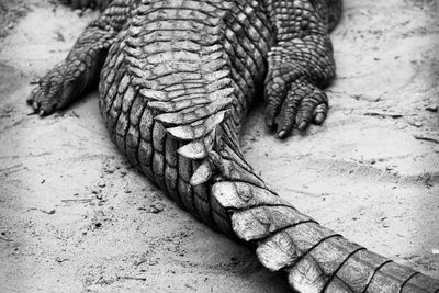 Crocodile of the okavango delta, botswana 