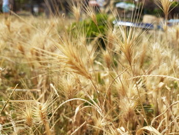 Close-up of plants growing in field