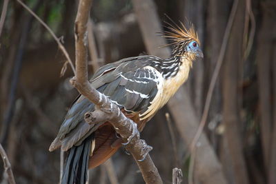 Close-up of bird perching on branch