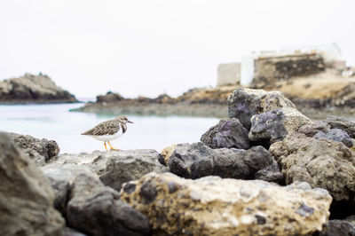 Seagulls perching on rock in sea against sky