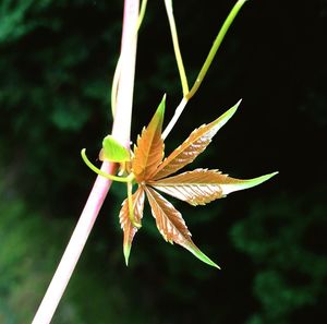 Close-up of leaves