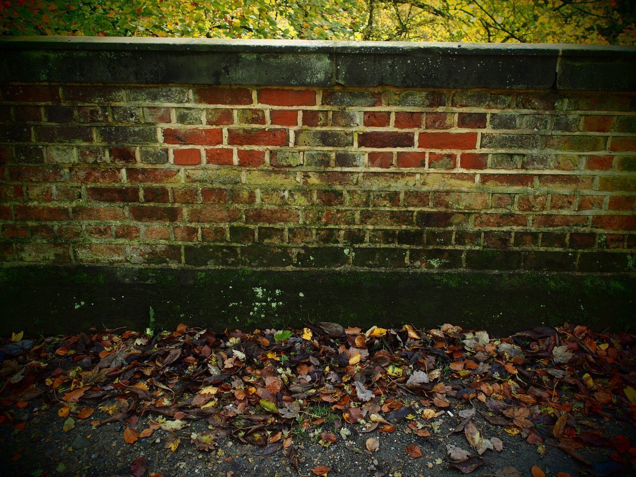 AUTUMN LEAVES ON STONE WALL