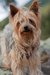 dog