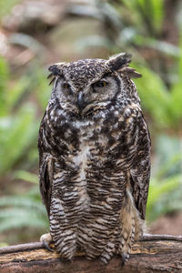 Close-up portrait of great horned owl