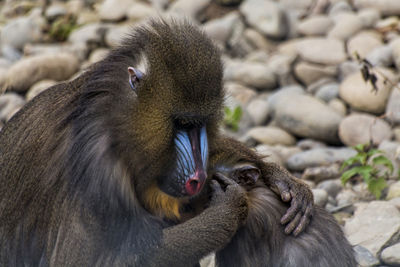 Close-up of monkey