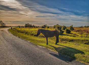 View of an animal on the road