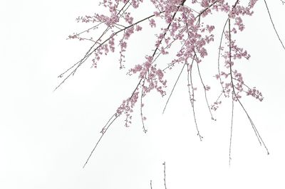 Low angle view of pink flowers against clear sky