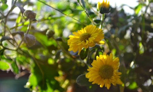Close-up of yellow flowers blooming outdoors