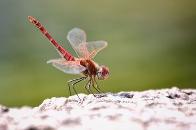 Close-up of insect