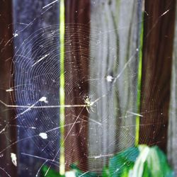 spider web