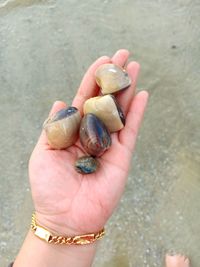 Close-up of hand holding shell