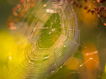 Close-up of spider on web