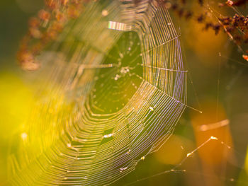 Close-up of spider on web