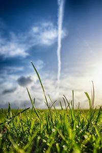 Scenic view of grassy field against sky