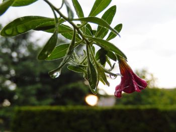 Close-up of flowers