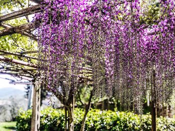 View of purple flowering plants