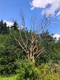 Low angle view of trees growing on field against sky