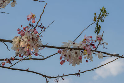 Low angle view of cherry blossoms in spring