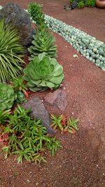 High angle view of cactus plant