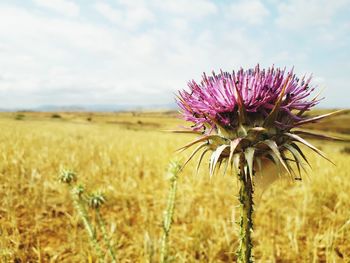 Close-up of pink flower growing on field