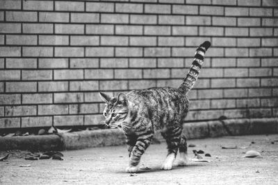 Cat standing against brick wall