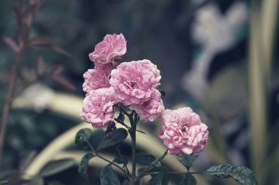 Close-up of pink rose blooming