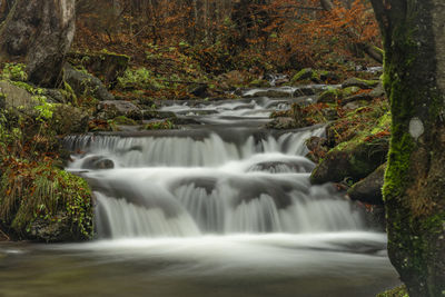 Scenic view of waterfall in forest