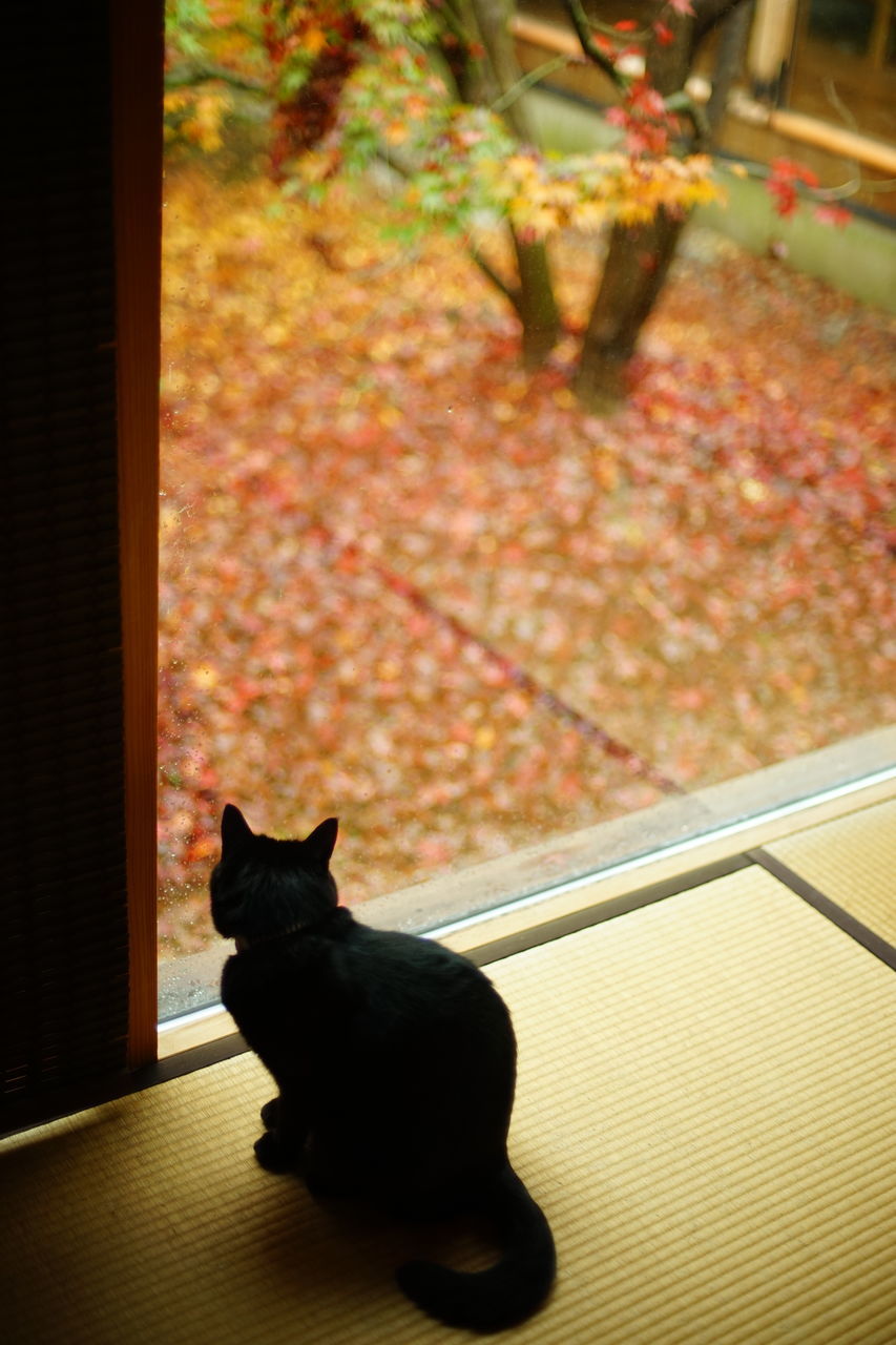 animal, animal themes, cat, one animal, pet, domestic animals, mammal, indoors, no people, flower, domestic cat, feline, nature, window, animal wildlife, black