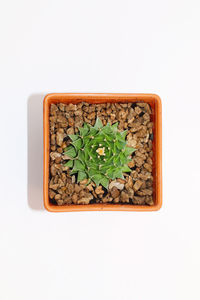 High angle view of potted plant against white background