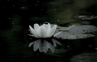 Close-up of lotus water lily in pond