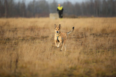 View of dog running on field