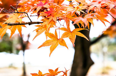 Close-up of maple leaves on tree